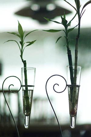 植物を使った爽やかなインテリアが大人気