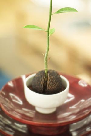 木材の魅力と塗装の基礎知識！自作家具に活かすためのポイント解説